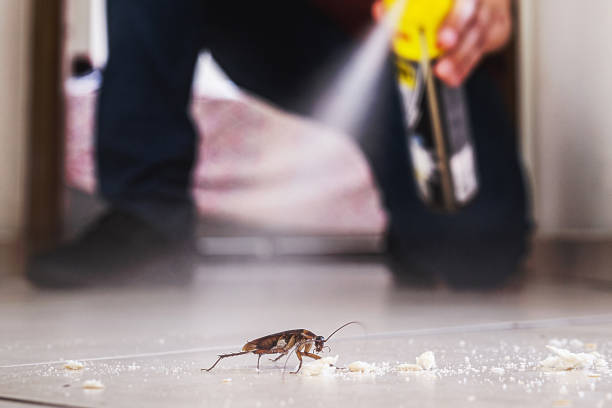 Best Best Pest Control Companies  in Shasta Lake, CA